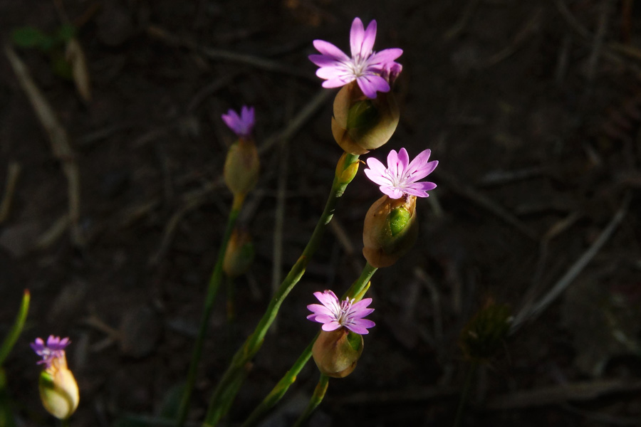 Petrorhagia nanteuilii (e incognita)